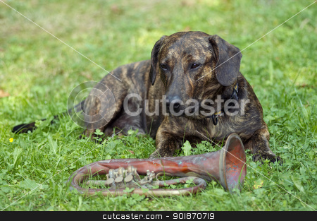 To use this stock image in your creative project, please select the size you need over to the right and click the "Add to Cart" button.
Your downloaded image will come with the Cutcaster watermark removed so don’t worry about the watermark you see on this page. keeper of the trumpet stock photo, Humorous shot of the dog - guardian of trumpet by Siloto