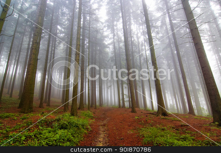 Conifer forest in fog conifer forest in fog stock photo, Image of the conifer forest early in the morning - early morning fog by Siloto
