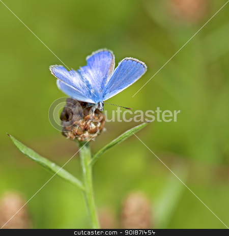 Common blue butterfly Common blue butterfly stock photo, Common blue butterfly on a brown ray knapweed by Kjersti Jorgensen
