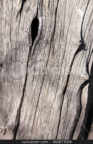 To use this stock image in your creative project, please select the size you need over to the right and click the "Add to Cart" button.
Your downloaded image will come with the Cutcaster watermark removed so don’t worry about the watermark you see on this page. Tree Trunk Background stock photo, Rough Grooved Bushveld Tree Trunk Background by Snap2Art