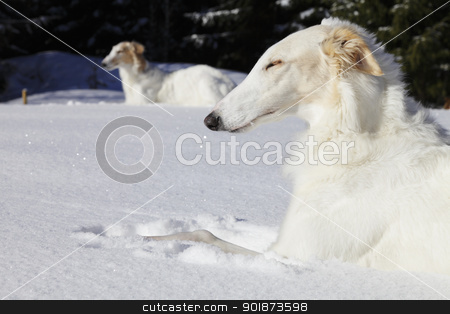 To use this stock image in your creative project, please select the size you need over to the right and click the "Add to Cart" button.
Your downloaded image will come with the Cutcaster watermark removed so don’t worry about the watermark you see on this page. borzoi dogs, russian sight-hounds stock photo, large borzoi dogs, russian sight-hounds, famous for old russian woolf hunting and modern dog racing by lagereek