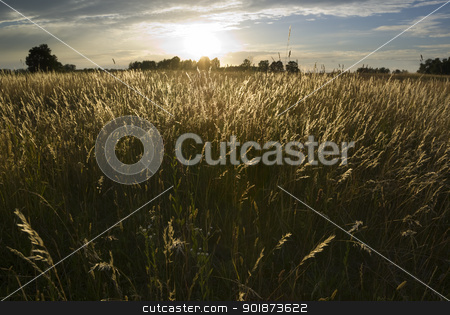 To use this stock image in your creative project, please select the size you need over to the right and click the "Add to Cart" button.
Your downloaded image will come with the Cutcaster watermark removed so don’t worry about the watermark you see on this page. Meadow land. stock photo, Sun setting over the wild grasses, by Piotr Skubisz