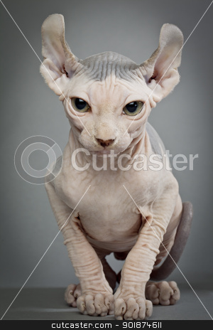 To use this stock image in your creative project, please select the size you need over to the right and click the "Add to Cart" button.
Your downloaded image will come with the Cutcaster watermark removed so don’t worry about the watermark you see on this page. hairless cat with wrinkles stock photo, hairless cat with wrinkles by Rusu Grigore