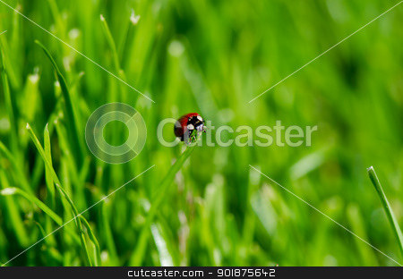 To use this stock image in your creative project, please select the size you need over to the right and click the "Add to Cart" button.
Your downloaded image will come with the Cutcaster watermark removed so don’t worry about the watermark you see on this page. Ladybug on grass stock photo, Ladybug on green grass by Nanisimova