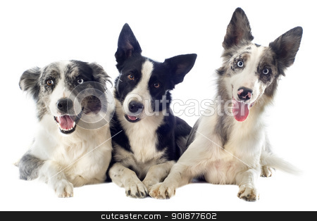 Border collies border collies stock photo, portrait of purebred border collies in front of white background by Bonzami Emmanuelle