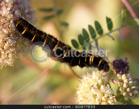 Fox Moth larvae Fox Moth larvae stock photo, Fox Moth larvae crawling between Norwegian angelicas by Kjersti Jorgensen