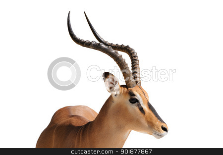 To use this stock image in your creative project, please select the size you need over to the right and click the "Add to Cart" button.
Your downloaded image will come with the Cutcaster watermark removed so don’t worry about the watermark you see on this page. Impala isolated on white stock photo, Male Impala isolated on white background by Grobler du Preez