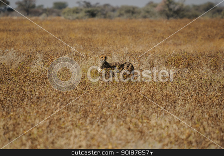 To use this stock image in your creative project, please select the size you need over to the right and click the "Add to Cart" button.
Your downloaded image will come with the Cutcaster watermark removed so don’t worry about the watermark you see on this page. A Cheetah in the Etosha National Park stock photo, A Cheetah, Acinonyx jubatus in the Etosha National Park, Namibia by Grobler du Preez