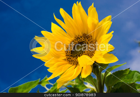 Sunflower sunflower stock photo, bright sunflower under blue sky by Alexey Popov
