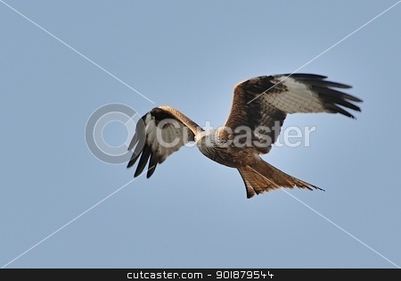 Red kite in flight Red kite in flight stock photo, Red kite in flight. by Volker Pape
