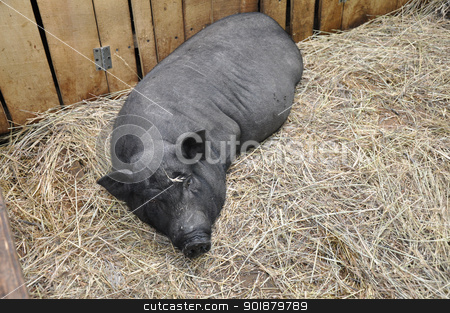 Decorative pig Decorative pig stock photo, Decorative pig by galkinvladimir