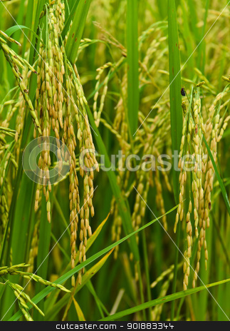 To use this stock image in your creative project, please select the size you need over to the right and click the "Add to Cart" button.
Your downloaded image will come with the Cutcaster watermark removed so don’t worry about the watermark you see on this page. Close-up of paddy field stock photo, by boonsom