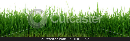 To use this stock image in your creative project, please select the size you need over to the right and click the "Add to Cart" button.
Your downloaded image will come with the Cutcaster watermark removed so don’t worry about the watermark you see on this page. Green Grass 67 Megapixel Panorama Seamless Tile Tiling Repeating Isolated stock photo, Very Long 67 Megapixel High Width Panorama Of Green Grass Close Up That Seamlessly Tiles Horizontally Isolated On White by Matt Jones