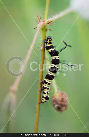 Black caterpillar with light green strips Black caterpillar with light green strips stock photo, Black caterpillar with light green strips and antennas on back by Iryna Rasko
