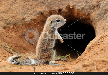 To use this stock image in your creative project, please select the size you need over to the right and click the "Add to Cart" button.
Your downloaded image will come with the Cutcaster watermark removed so don’t worry about the watermark you see on this page. Cape Ground Squirrel stock photo, Cape Ground Squirrel (Xerus Inauris). Photo taken at Mata Mata in the Kgalagadi Transfrontier Park, South Africa by Grobler du Preez