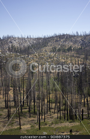 To use this stock image in your creative project, please select the size you need over to the right and click the "Add to Cart" button.
Your downloaded image will come with the Cutcaster watermark removed so don’t worry about the watermark you see on this page. Burned trees in the forest stock photo, forest pine trees that have been in a forest fire. by Jeremy Baumann