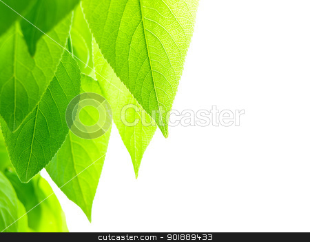To use this stock image in your creative project, please select the size you need over to the right and click the "Add to Cart" button.
Your downloaded image will come with the Cutcaster watermark removed so don’t worry about the watermark you see on this page. green leaves stock photo, green leaves over white background with copy space for text by Sergej Razvodovskij