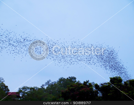 To use this stock image in your creative project, please select the size you need over to the right and click the "Add to Cart" button.
Your downloaded image will come with the Cutcaster watermark removed so don’t worry about the watermark you see on this page. Bats stock photo, Bats flying from the cave in forest on mountain in evening, Thailand by Exsodus