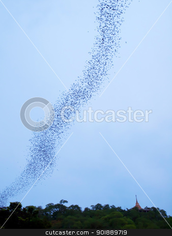 To use this stock image in your creative project, please select the size you need over to the right and click the "Add to Cart" button.
Your downloaded image will come with the Cutcaster watermark removed so don’t worry about the watermark you see on this page. Bats stock photo, Bats flying from the cave in forest on mountain in evening, Thailand by Exsodus