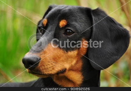 Dachshund Dachshund stock photo, Beautiful view of the small black dachshund by Ondrej Vladyka