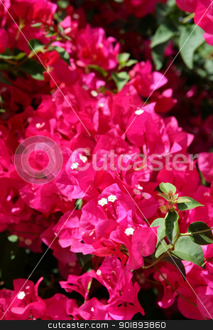 To use this stock image in your creative project, please select the size you need over to the right and click the "Add to Cart" button.
Your downloaded image will come with the Cutcaster watermark removed so don’t worry about the watermark you see on this page. Bougainvillea stock photo, Bougainvillea by photography33