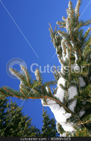 Snow on a tree Snow on a tree stock photo, Snow on a tree by photography33