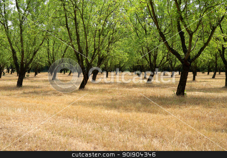 To use this stock image in your creative project, please select the size you need over to the right and click the "Add to Cart" button.
Your downloaded image will come with the Cutcaster watermark removed so don’t worry about the watermark you see on this page. Rows of trees stock photo, Rows of trees by photography33
