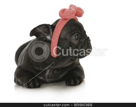 To use this stock image in your creative project, please select the size you need over to the right and click the "Add to Cart" button.
Your downloaded image will come with the Cutcaster watermark removed so don’t worry about the watermark you see on this page. cute female french bulldog stock photo, cute female puppy - french bulldog puppy wearing pink head band - 8 weeks old by John McAllister