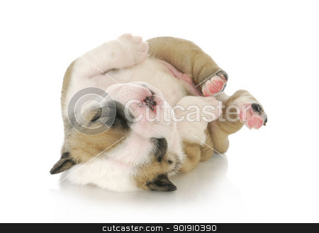 Newborn puppy newborn puppy stock photo, puppy upside down - cute english bulldog puppy upside down - 3 weeks old by John McAllister
