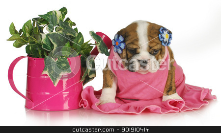 To use this stock image in your creative project, please select the size you need over to the right and click the "Add to Cart" button.
Your downloaded image will come with the Cutcaster watermark removed so don’t worry about the watermark you see on this page. spring puppy stock photo, spring puppy - female english bulldog puppy sitting beside watering can of ivy 7.5 weeks old by John McAllister