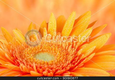 To use this stock image in your creative project, please select the size you need over to the right and click the "Add to Cart" button.
Your downloaded image will come with the Cutcaster watermark removed so don’t worry about the watermark you see on this page. Orange gerbera daisy stock photo, Orange gerbera daisy closeup on orange defocused background. by Homydesign