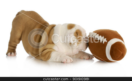 To use this stock image in your creative project, please select the size you need over to the right and click the "Add to Cart" button.
Your downloaded image will come with the Cutcaster watermark removed so don’t worry about the watermark you see on this page. playful puppy stock photo, playful puppy - english bulldog puppy playing with football by John McAllister