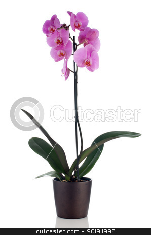 Beautiful pink orchid in a flowerpot Beautiful pink orchid in a flowerpot stock photo, Pink orchid in a white flowerpot on dark background. by Homydesign