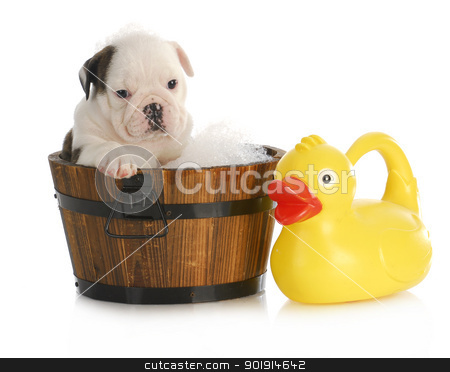 To use this stock image in your creative project, please select the size you need over to the right and click the "Add to Cart" button.
Your downloaded image will come with the Cutcaster watermark removed so don’t worry about the watermark you see on this page. puppy bath time stock photo, puppy bath time - english bulldog puppy in wooden wash basin with soap suds and rubber duck by John McAllister