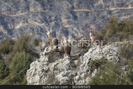 To use this stock image in your creative project, please select the size you need over to the right and click the "Add to Cart" button.
Your downloaded image will come with the Cutcaster watermark removed so don’t worry about the watermark you see on this page. Vultures in las Hoces del Duraton, Segovia, Spain stock photo, Vultures in las Hoces del Duraton, Segovia, Spain by B.F.