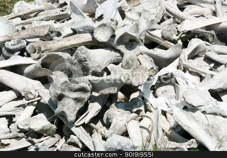 To use this stock image in your creative project, please select the size you need over to the right and click the "Add to Cart" button.
Your downloaded image will come with the Cutcaster watermark removed so don’t worry about the watermark you see on this page. Bison and Deer Bones stock photo, A pile of old Bison and White Tailed Deer bones in spring in Winnipeg, Manitoba, Canada by Robert Hamm