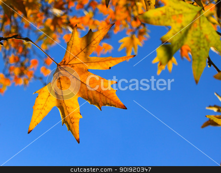 To use this stock image in your creative project, please select the size you need over to the right and click the "Add to Cart" button.
Your downloaded image will come with the Cutcaster watermark removed so don’t worry about the watermark you see on this page. Autumn Leaves stock photo, Autumn leaves against blue sky - Selective focus on the left leaf by Niloo