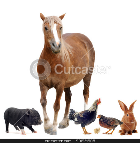 Farm animals farm animals stock photo, group of farm animals in front of white background by Bonzami Emmanuelle