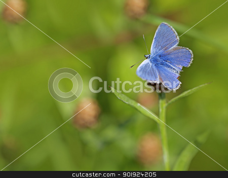 To use this stock image in your creative project, please select the size you need over to the right and click the "Add to Cart" button.
Your downloaded image will come with the Cutcaster watermark removed so don’t worry about the watermark you see on this page. Common blue butterfly stock photo, Common blue butterfly on a brown ray knapweed by Kjersti Jorgensen