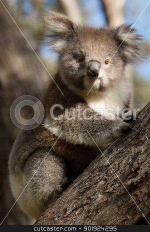 Koala on tree Koala on tree stock photo, A little koala on a eucalyptus tree in Australia by Marco Tomasini