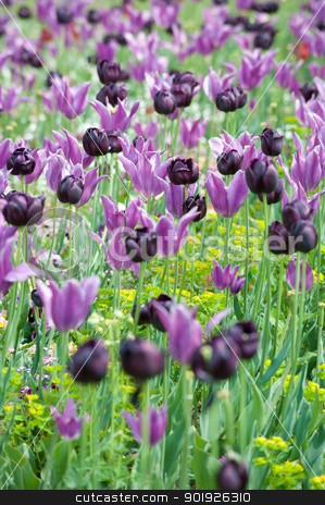 To use this stock image in your creative project, please select the size you need over to the right and click the "Add to Cart" button.
Your downloaded image will come with the Cutcaster watermark removed so don’t worry about the watermark you see on this page. Flowers stock photo, Colorful field of flowers by Picturehunter