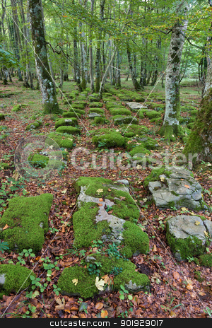 To use this stock image in your creative project, please select the size you need over to the right and click the "Add to Cart" button.
Your downloaded image will come with the Cutcaster watermark removed so don’t worry about the watermark you see on this page. Santiago forest, Alava, Spain stock photo, Santiago forest, Alava, Spain by B.F.