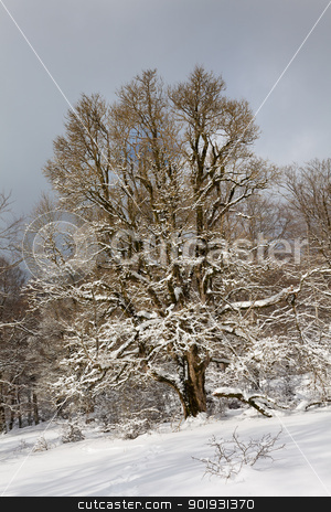 To use this stock image in your creative project, please select the size you need over to the right and click the "Add to Cart" button.
Your downloaded image will come with the Cutcaster watermark removed so don’t worry about the watermark you see on this page. Natural reserve of Urbasa, Navarra, Spain stock photo, Natural reserve of Urbasa, Navarra, Spain by B.F.