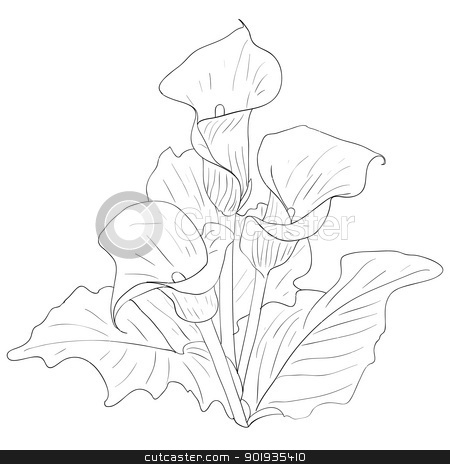 To use this stock image in your creative project, please select the size you need over to the right and click the "Add to Cart" button.
Your downloaded image will come with the Cutcaster watermark removed so don’t worry about the watermark you see on this page. Beautiful flowers calla lilies on a white background drawn by ha stock photo, Beautiful flowers calla lilies on a white background drawn by hand by aarrows