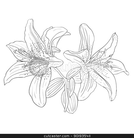 Beautiful flowers on a white background drawn by hand Beautiful flowers on a white background drawn by hand stock photo, Beautiful flowers on a white background drawn by hand , vector illustration by aarrows