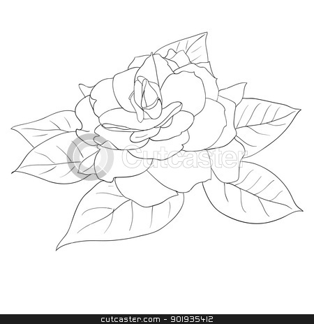 To use this stock image in your creative project, please select the size you need over to the right and click the "Add to Cart" button.
Your downloaded image will come with the Cutcaster watermark removed so don’t worry about the watermark you see on this page. Beautiful flowers roses on a white background drawn by hand stock photo, Beautiful flowers roses on a white background drawn by hand , vector illustration by aarrows