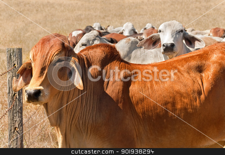 To use this stock image in your creative project, please select the size you need over to the right and click the "Add to Cart" button.
Your downloaded image will come with the Cutcaster watermark removed so don’t worry about the watermark you see on this page. Australian beef herd brown brahman cattle live animals stock photo, Australian beef cattle herd brown brahman cows live animals on ranch by sherjaca