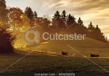 To use this stock image in your creative project, please select the size you need over to the right and click the "Add to Cart" button.
Your downloaded image will come with the Cutcaster watermark removed so don’t worry about the watermark you see on this page. golden light stock photo, An image of a nice autumn light with two cows by Markus Gann