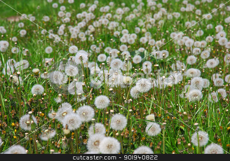 Summer field of dandelions flowers Summer field of dandelions flowers stock photo, Summer field of dandelions flowers by aarrows