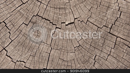 To use this stock image in your creative project, please select the size you need over to the right and click the "Add to Cart" button.
Your downloaded image will come with the Cutcaster watermark removed so don’t worry about the watermark you see on this page. Crosssection of Exposed Tree Trunk Rings stock photo, Crossection of weathered and worn tree rings by Shane Morris